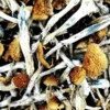 Kup Amazonian Magic Mushrooms – Najwyższej Jakości Grzyby Psylocybinowe
