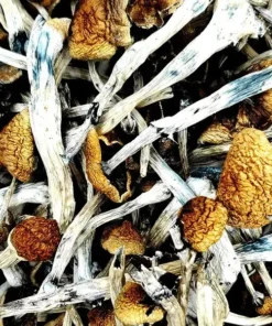 Kup Amazonian Magic Mushrooms – Najwyższej Jakości Grzyby Psylocybinowe