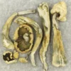 Atlantic Treasure Coast – Najwyższej jakości grzyby magiczne