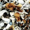 Kup B+ Magic Mushrooms – Najlepsze Grzyby Halucynogenne dla Początkujących