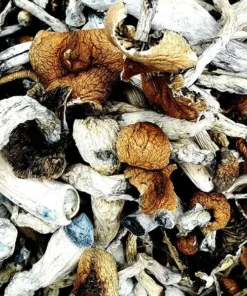 Kup B+ Magic Mushrooms – Najlepsze Grzyby Halucynogenne dla Początkujących