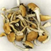 Kup Brazylijskie Cubensis Magic Mushrooms