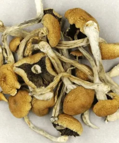 Kup Brazylijskie Cubensis Magic Mushrooms
