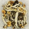 Kup Kubańskie Bączki (Cuban Cubensis) – Najwyższej Jakości Grzyby Psylocybinowe