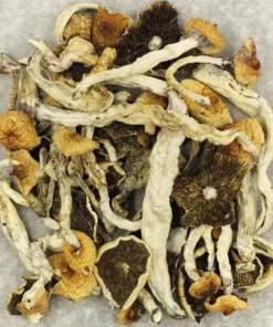 Kup Kubańskie Bączki (Cuban Cubensis) – Najwyższej Jakości Grzyby Psylocybinowe