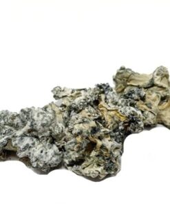 Kup Enigma Mushrooms – Unikalne Psylocybinowe Grzyby