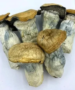 Kup Godzilla Penis Envy – Magiczne Grzyby