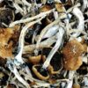 Kup Golden Emperor Magic Mushrooms – Najwyższej Jakości Grzyby Psychedeliczne