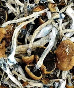 Kup Golden Emperor Magic Mushrooms – Najwyższej Jakości Grzyby Psychedeliczne