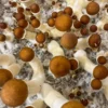 Kup Golden Teacher Magic Mushrooms – Najlepsze Grzyby Halucynogenne dla Początkujących