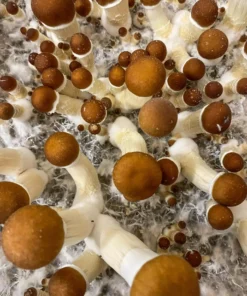Kup Golden Teacher Magic Mushrooms – Najlepsze Grzyby Halucynogenne dla Początkujących