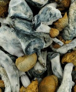Kup Penis Envy Chubs Magic Mushrooms – Najsilniejsze Grzyby Psylocybinowe