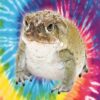 Kup Jad Ropuchy Bufo Bufo (1 gram)