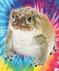 Kup Jad Ropuchy Bufo Bufo (1 gram)